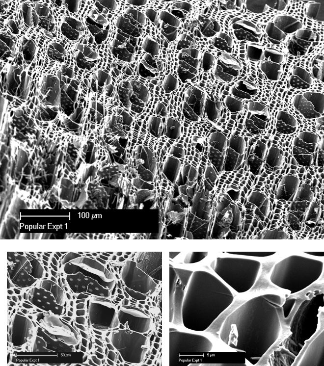 Biochar – A Carrier Of Hope And Nutrients - Kfbg Kadoorie Farm 