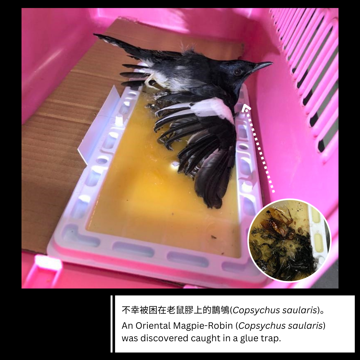 A request: Do not feed injured or sick birds | KFBG Blog::Kadoorie Farm