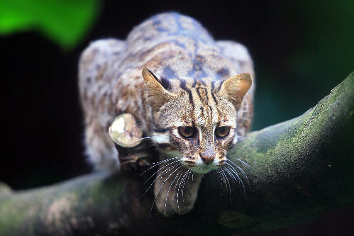 Leopard store wild cat