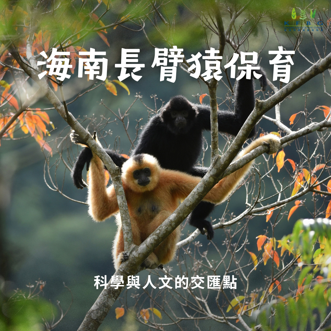 海南長臂猿保育—— 科學與人文的交匯點