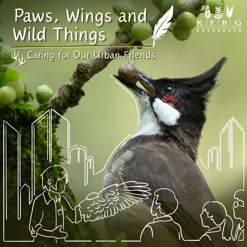 Paws, Wings and Wild Things: Caring for Our Urban Friends