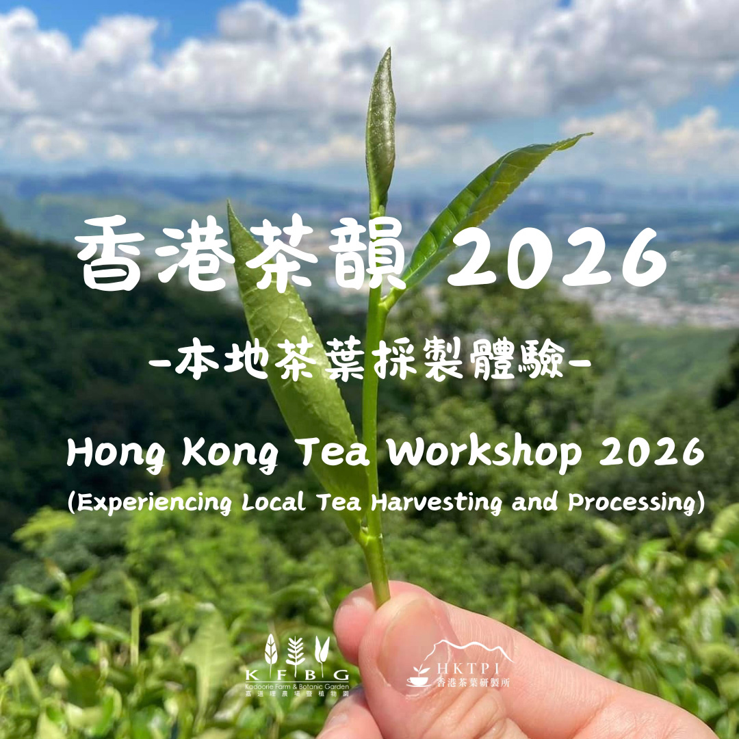 Hong Kong Tea Workshop 2026 – Experiencing Local Tea Harvesting and Processing