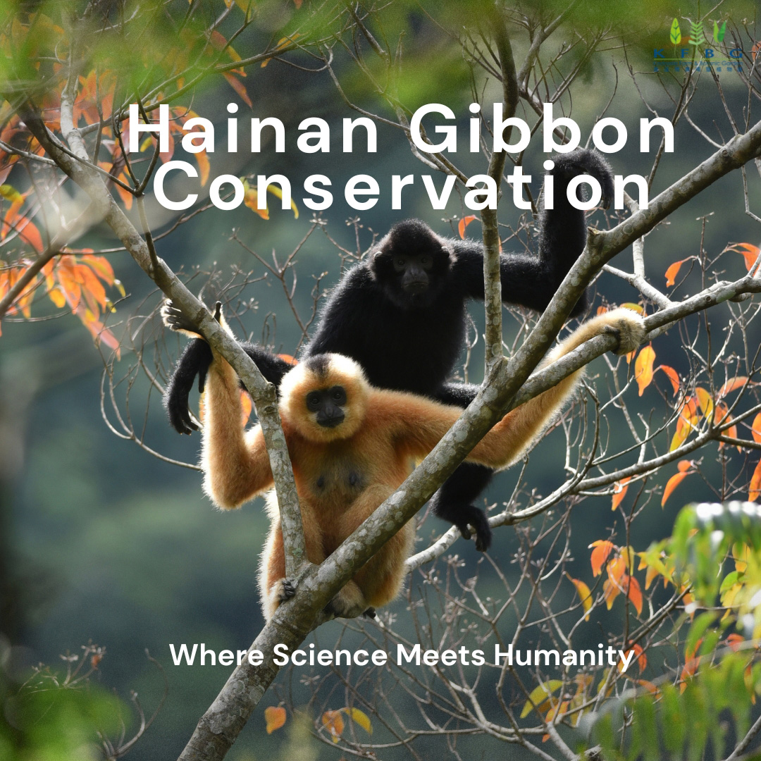 Hainan Gibbon Conservation – Where Science Meets Humanity