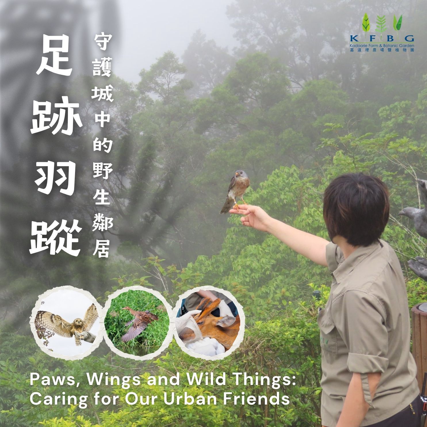 足跡羽蹤：守護城中的野生鄰居