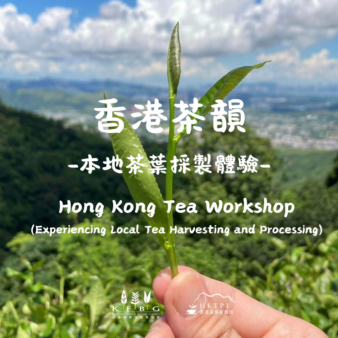 Hong Kong Tea Workshop (Experiencing Local Tea Harvesting and Processing)