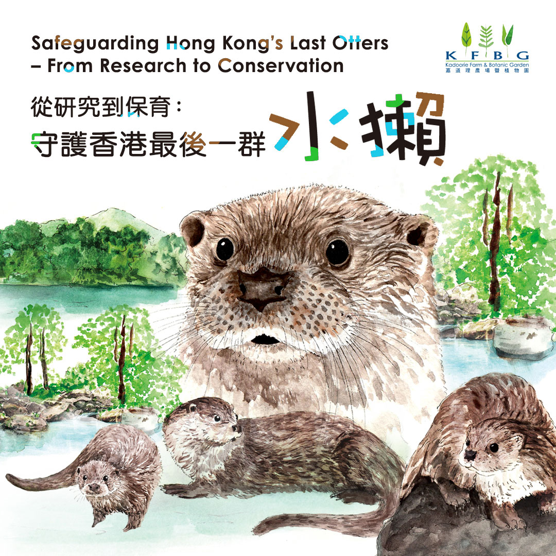 Safeguarding Hong Kong’s Last Otters – From Research to Conservation