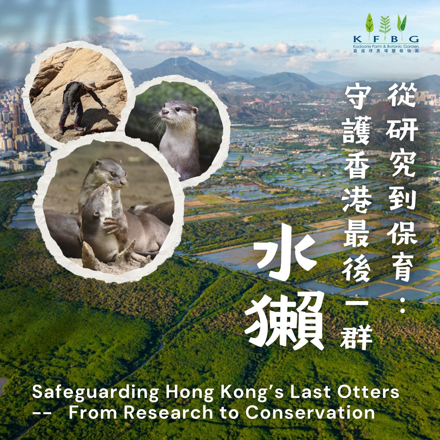 Safeguarding Hong Kong’s Last Otters – From Research to Conservation