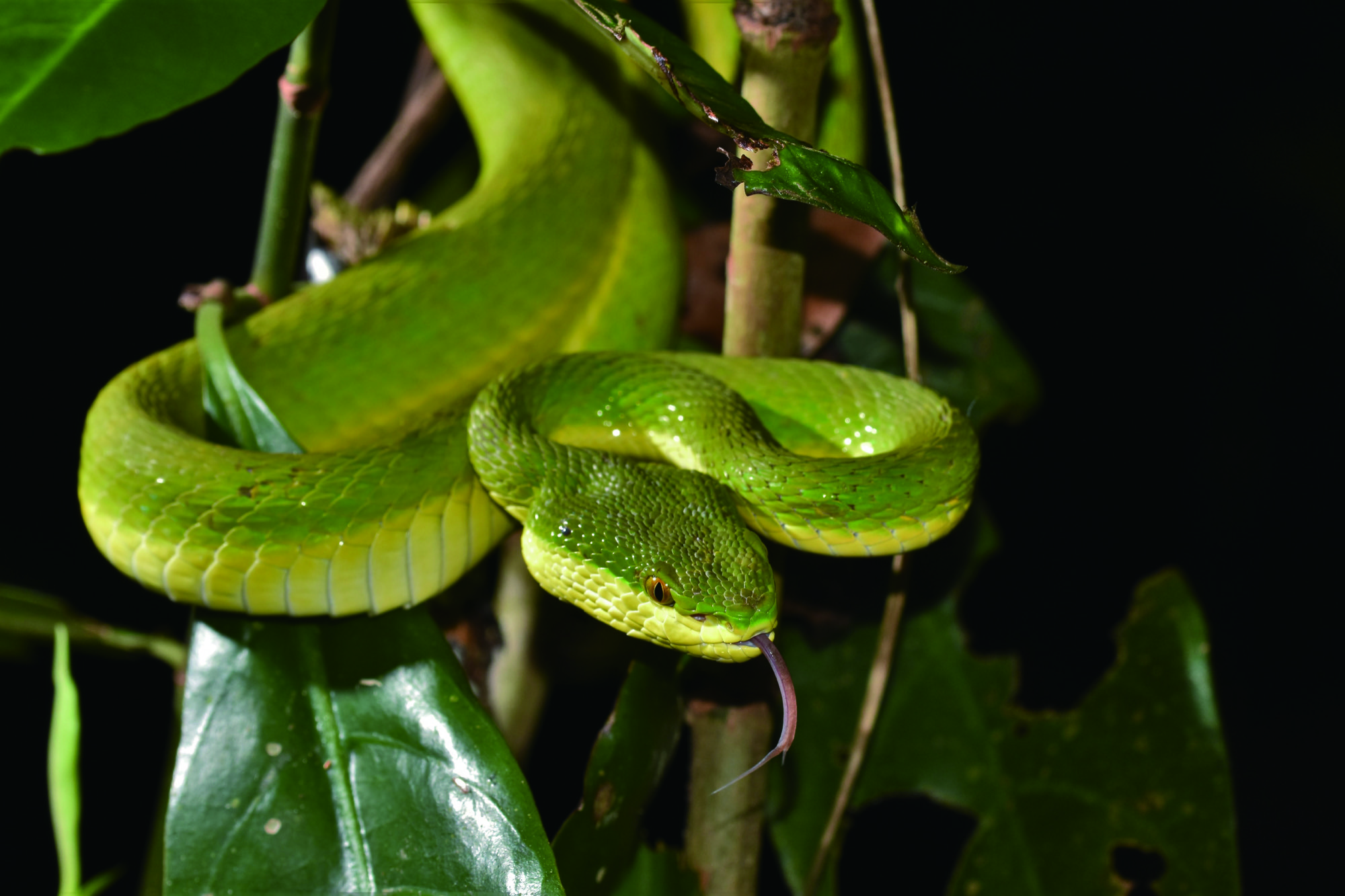 野生蛇類拯救計劃