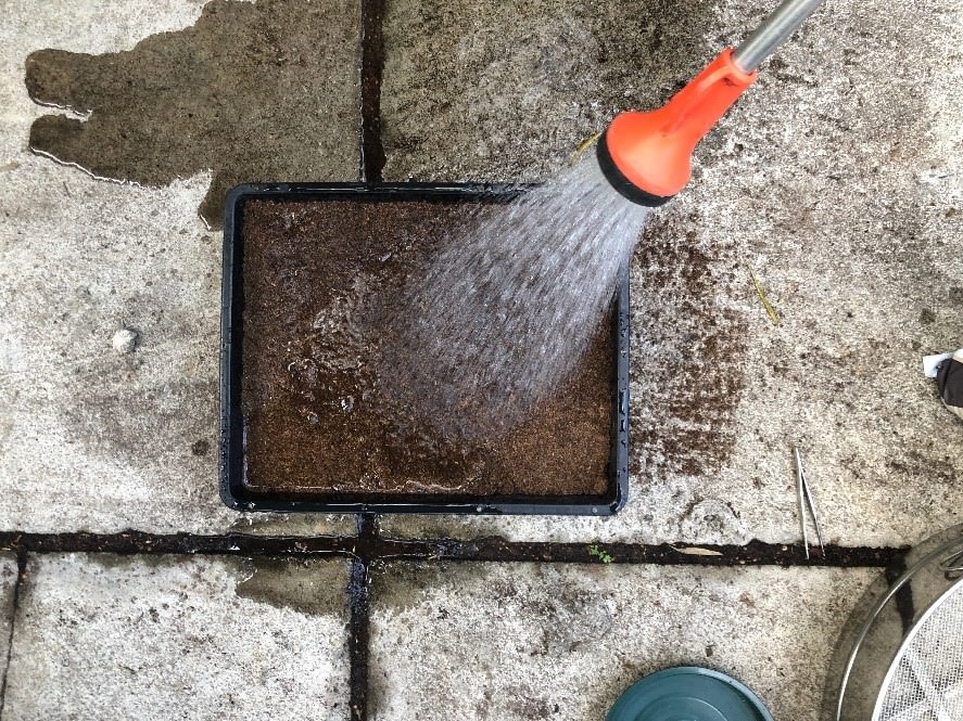 澆水使土壤濕潤。