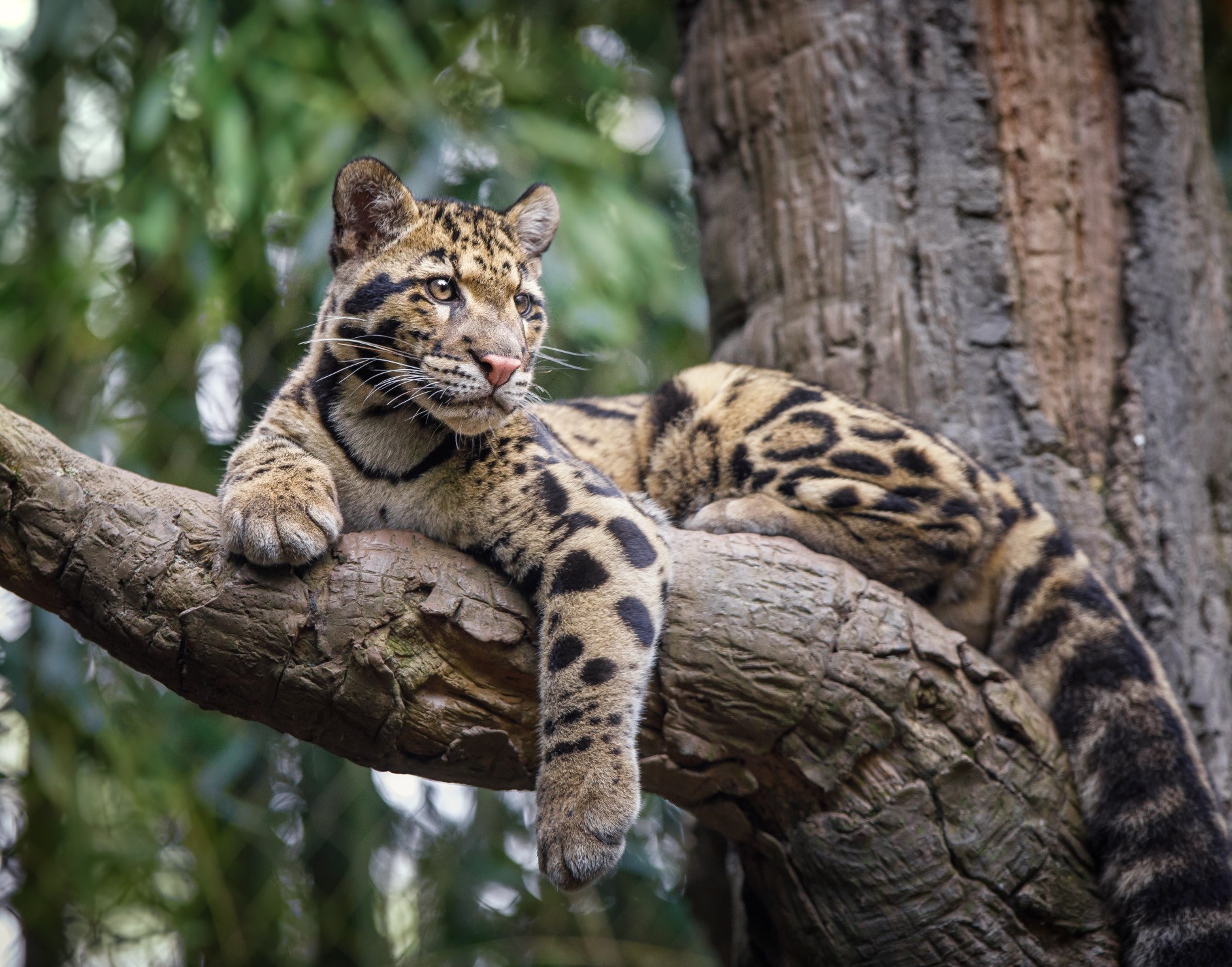 Clouded Leopard Claws