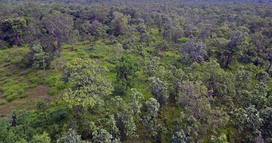 Half of the global population of Banteng lives in the deciduous dipterocarp forest in Cambodia’s Eastern Plains Landscape 