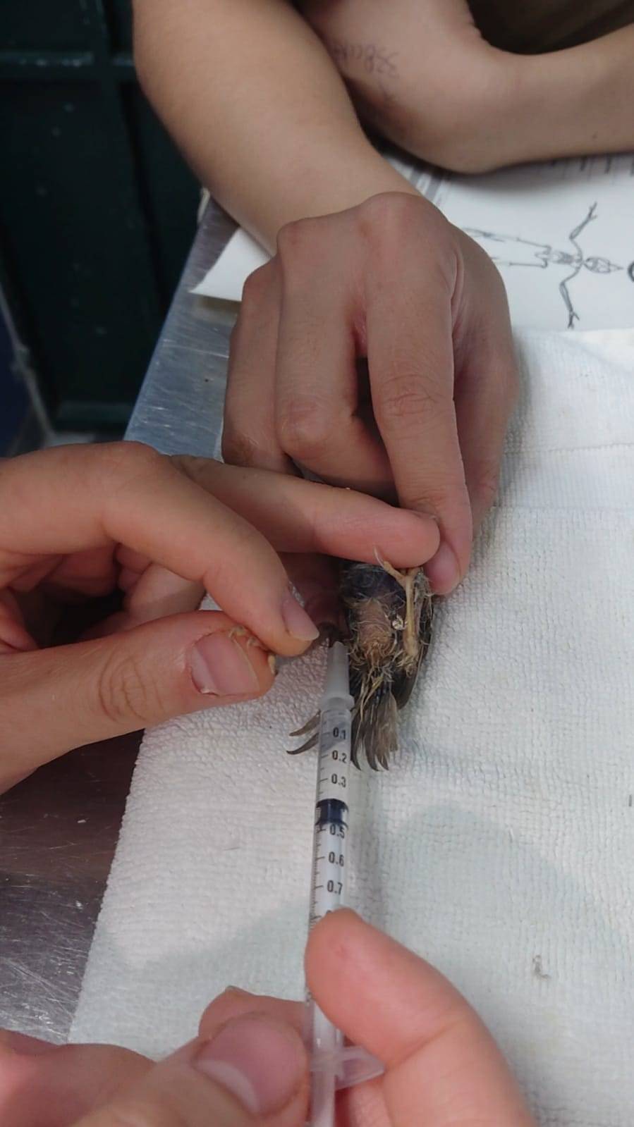A nestling Tree Sparrow (Passer montanus) receiving subcutaneous fluids to prevent dehydration upon arrivals. (Photo Credit: KFBG)