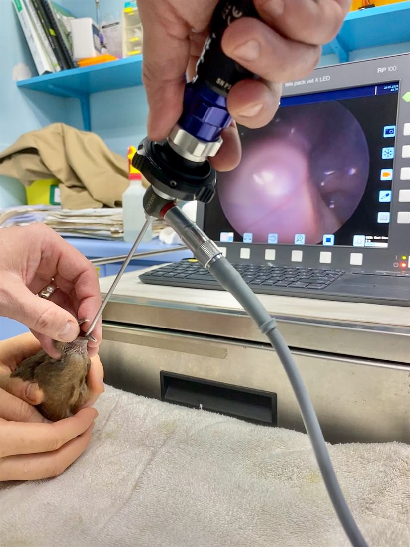 Black-collared Starling (Gracupica nigricollis) being prepared for a radiograph, and endoscopy of a Spotted Dove (Spilopelia chinensis) to investigate internal problems. (Photo Credit: KFBG)