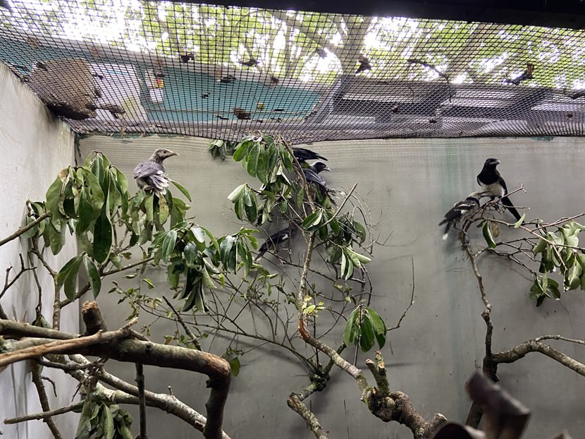 Black-collared Starlings (Gracupica nigricollis), Red-billed Blue Magpie (Urocissa erythroryncha) and Common Magpie (Pica pica) resting in their large enclosures with lots of vegetation. They will develop their foraging skills and adapt to the natural environment in these enclosures before being released. Large enclosures can also prevent birds from becoming imprinted or tame by keeping suitable distance between them and the animal keepers. (Photo Credit: KFBG)