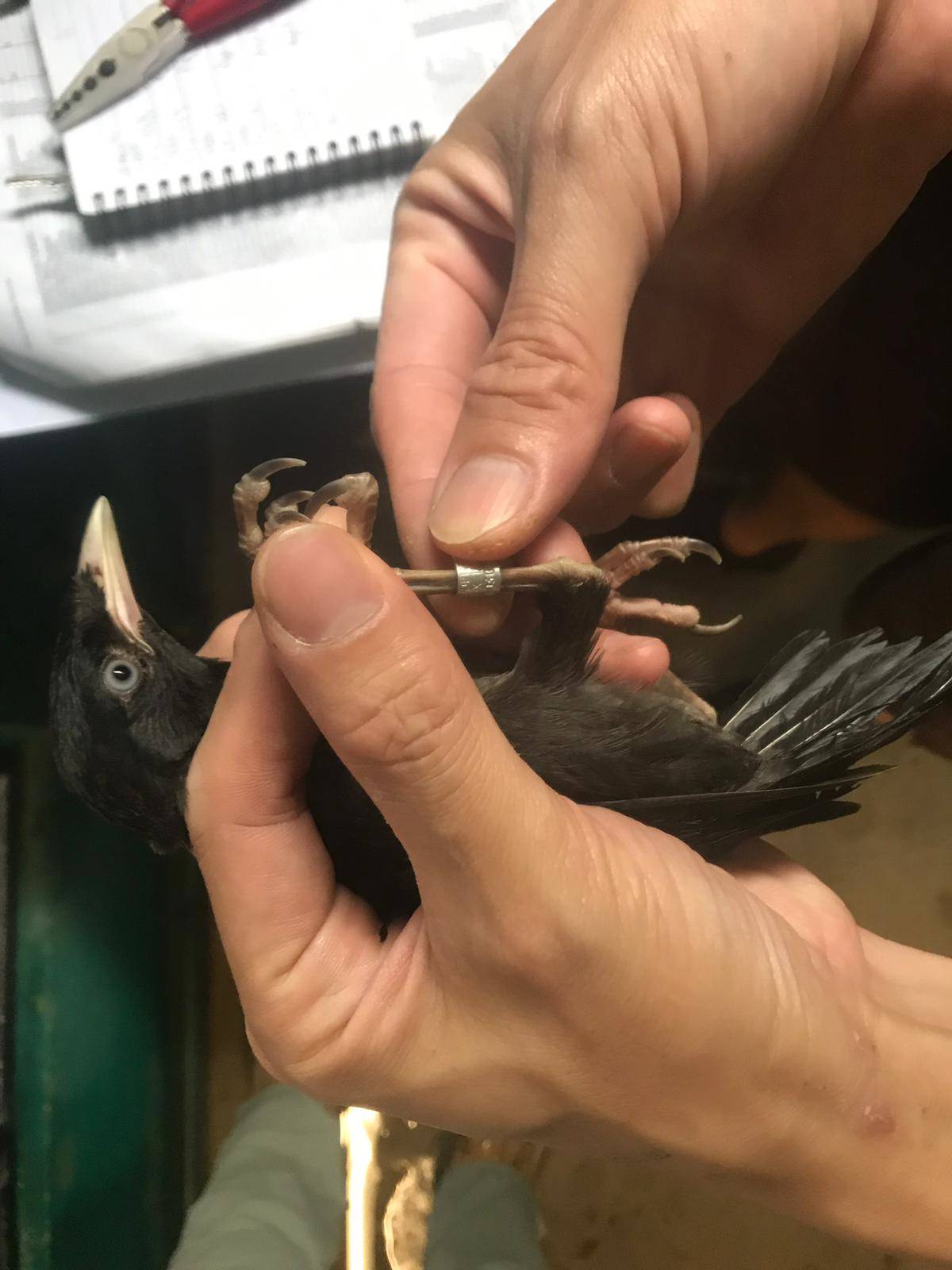Staff ringing a Common Myna (Acridotheres tristis) before releasing it. Bird ringing can only be carried out with by a government authorised bird handler. (Photo Credit: KFBG)