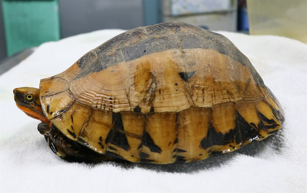 Indochinese Box Turtle (Cuora galbinifrons)