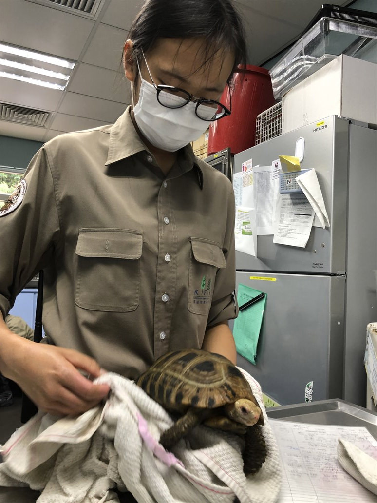Animal care  staff carefully checking the physical condition and preparing an Elongated Tortoise for its journey to Taiping Zoo