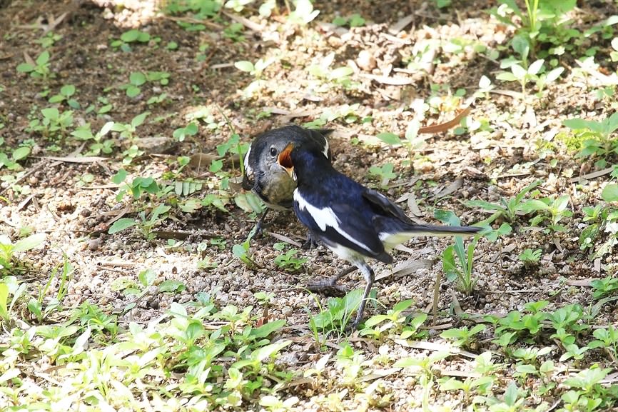 A fledgling is the most mature stage of hatchling. Birds reaching this stage have well developed plumage and maybe able to fly a short distance but the parent would still be caring for them. In this photo, you can see a Oriental Magpie Robin (Copsychus saularis) fledgling and its parent. (Photo Credit: Walter Ma)