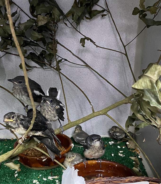 Some of the young Oriental Magpie Robins received this year under care at the KFBG Wild Animal Rescue Centre – also in the same picture three young White Wagtails (Motacilla alba) and a Barn Swallow (Hirundo rustica) (Photo Credit: KFBG)