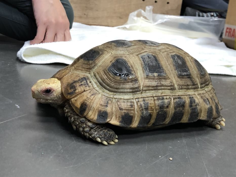 Rehoming rescued Elongated Tortoises (Indotestudo elongate), a critically endangered species. (Photo: KFBG)