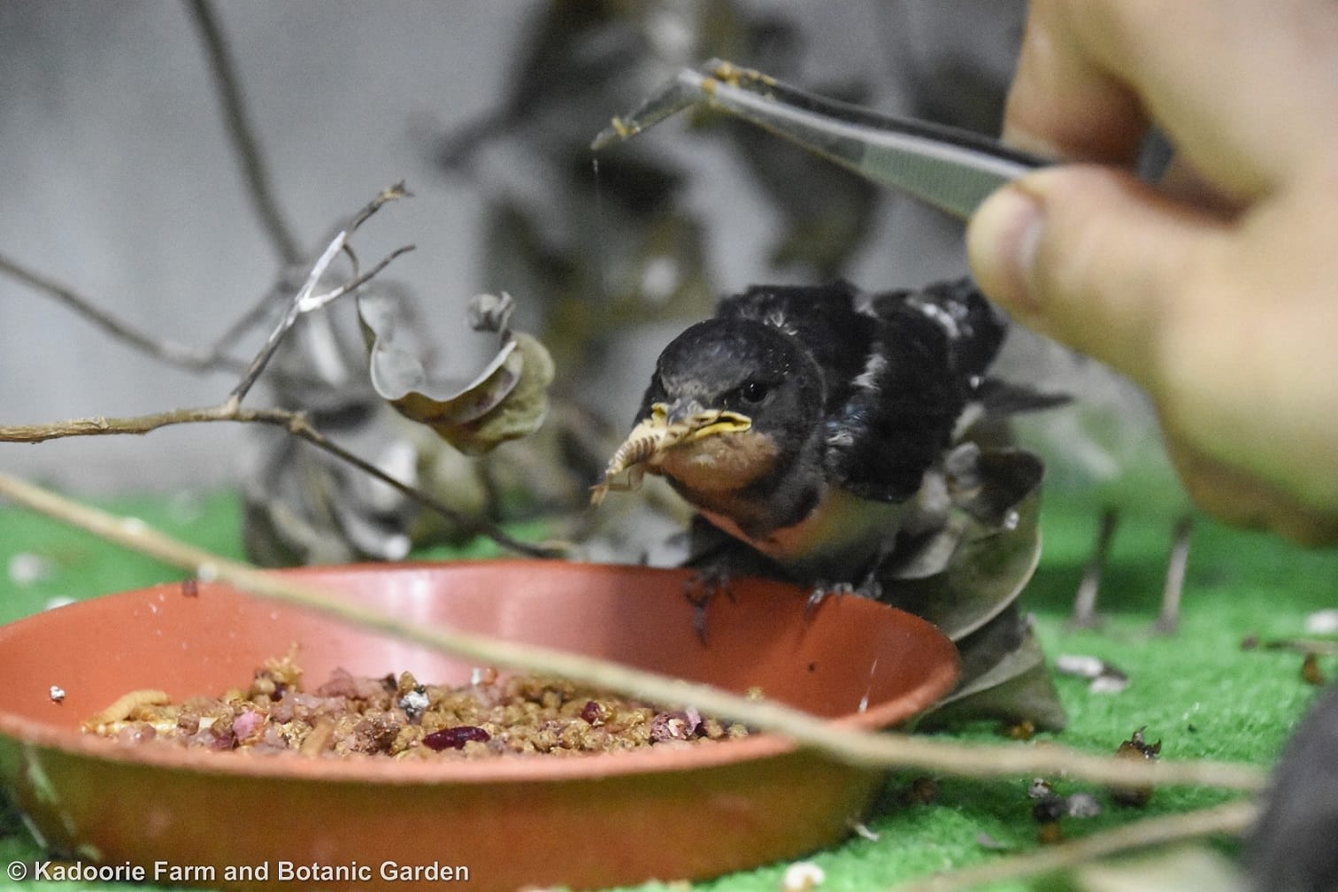 It is important to provide all kinds of essential nutrients in the right amount to birds in captivity in order for them to grow healthily, especially for the hatchling and fledging birds. (Photo Credit: Helen Kwok Visual)