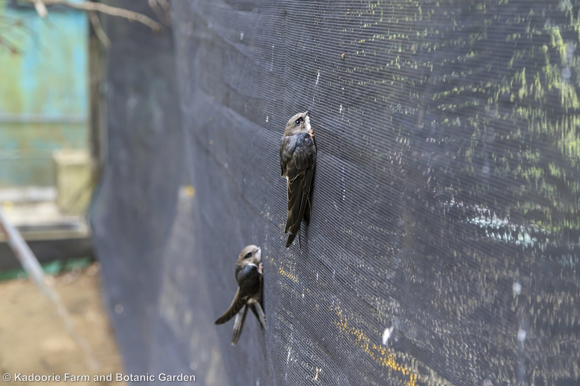 Some species of birds such as house swifts (Apus nipalensis) have special foraging methods and do not eat from a dish. These species of birds need to be hand fed carefully by trained animal keepers during rehabilitation and on release they are place vertically as in the photograph so that they are able to take flight easier (Photo credit: Walter Ma)