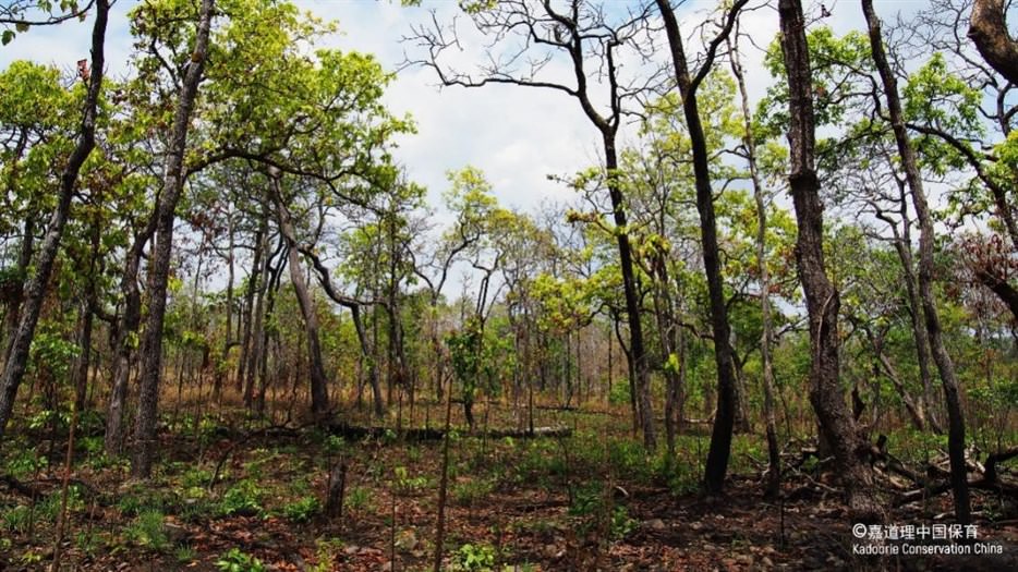 Deciduous dipterocarp forest