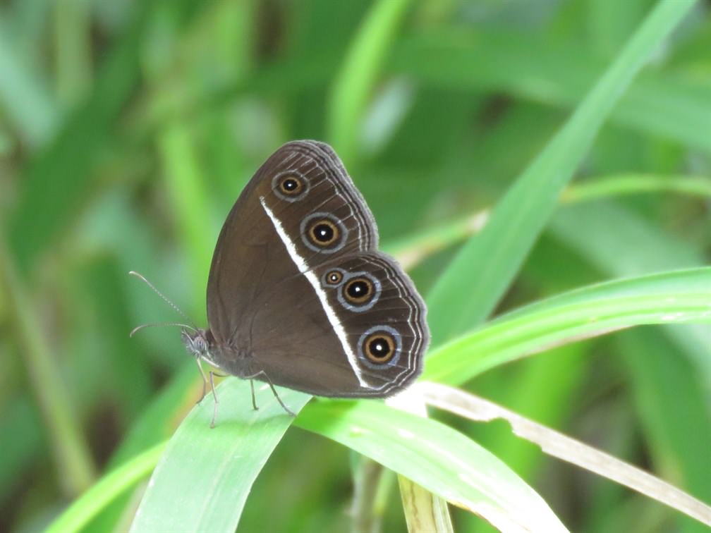 奧眼蝶(Orsotriaena medus)，有明顯的季節異型，旱季的個體斑紋明顯低調