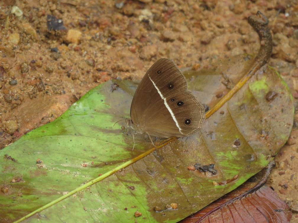 Orsotriaena medus. This species has distinct wet and dry season morphs. The second photo shows its muted patterns during the arid months.