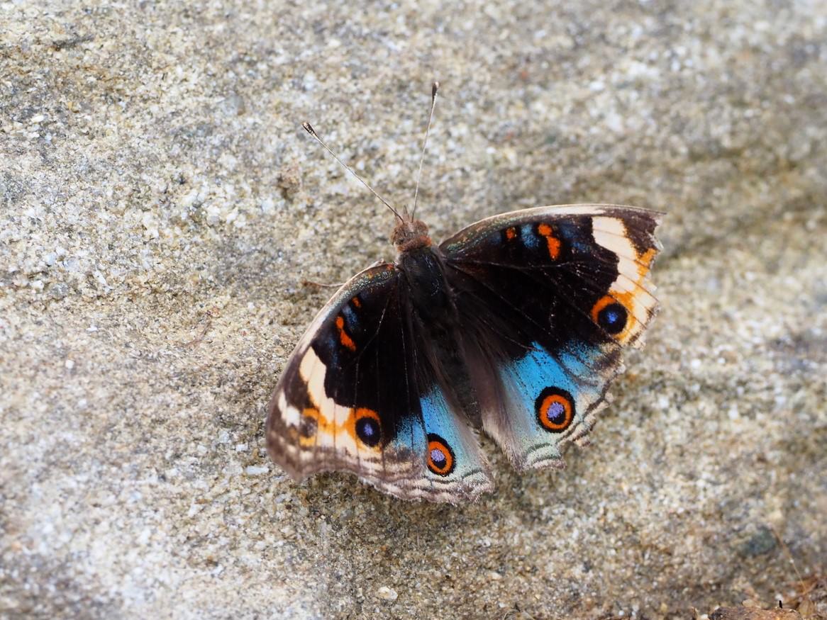 翠藍眼蛺蝶（Junonia orithya），在華南地區也十分常見，愛在烈日下作日光浴