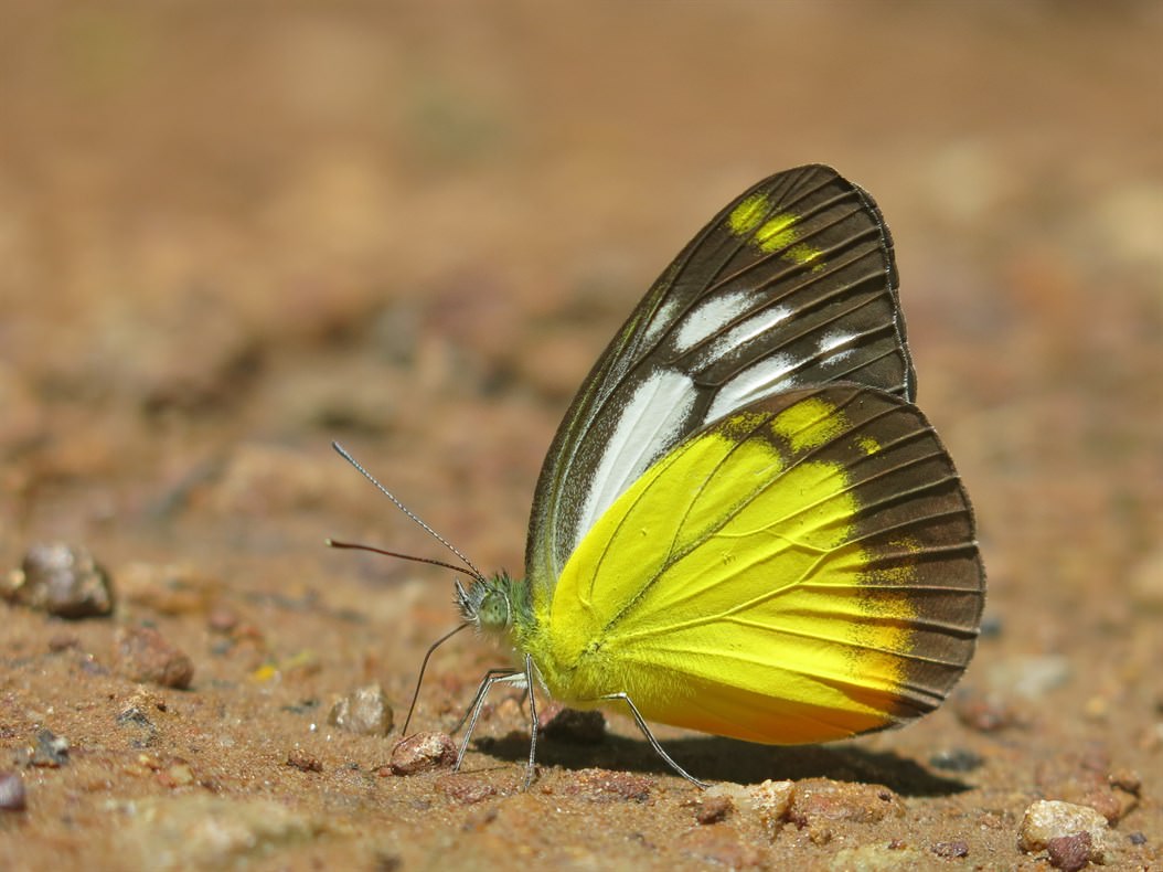 黃裙園粉蝶（Cepora iudith），在小路旁潮濕的角落吸水