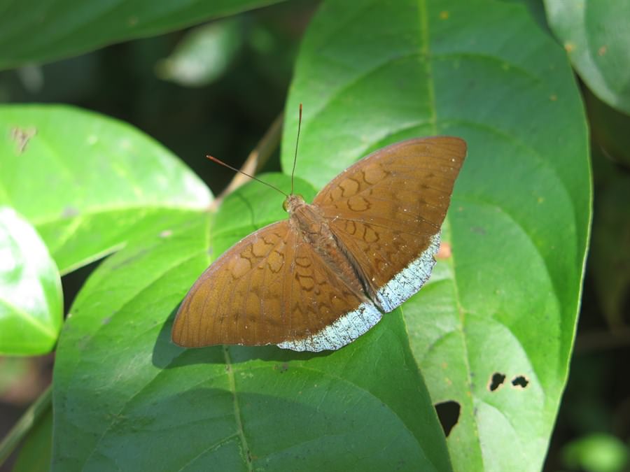 綠裙玳蛺蝶（Tanaecia julii）停棲時喜歡把翅膀平展