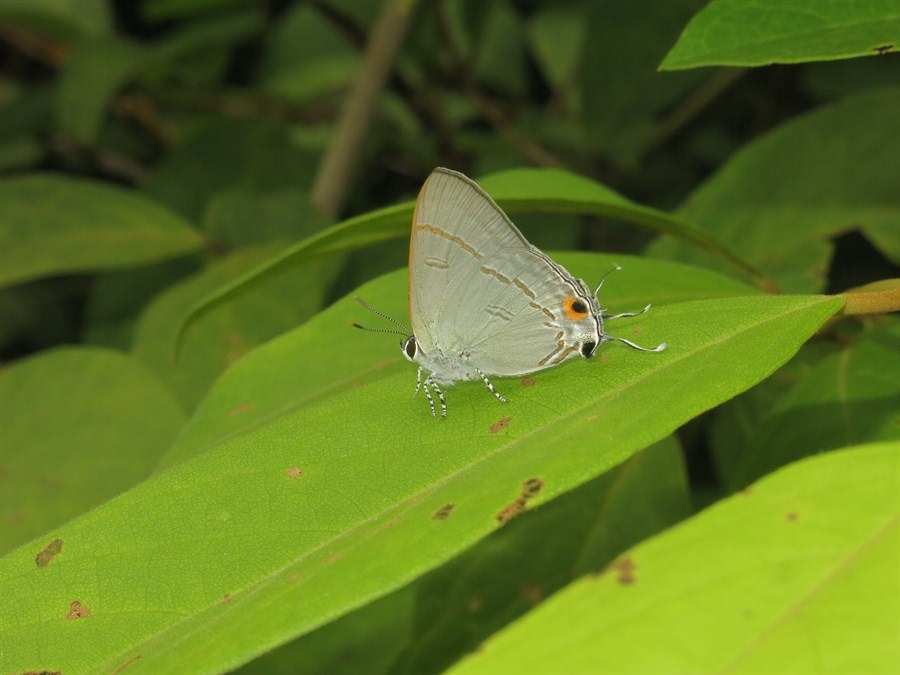 旖灰蝶（Hypolycaena erylus）後翅眼斑和翅尾正在模仿頭部，疑惑捕食者
