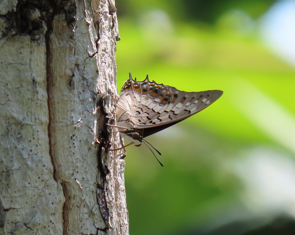 梭倫螫蛺蝶（Charaxes solon）忙碌吸食樹液中