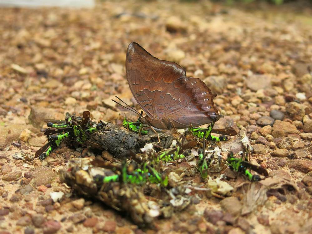 白帶螫蛺蝶（Charaxes bernardus）正在和草蜢一起享用便便大餐