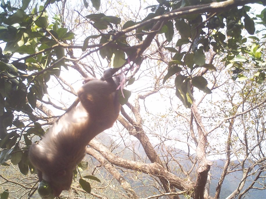 Wild macaques on the fruit trees (Photo Credit: KFBG)