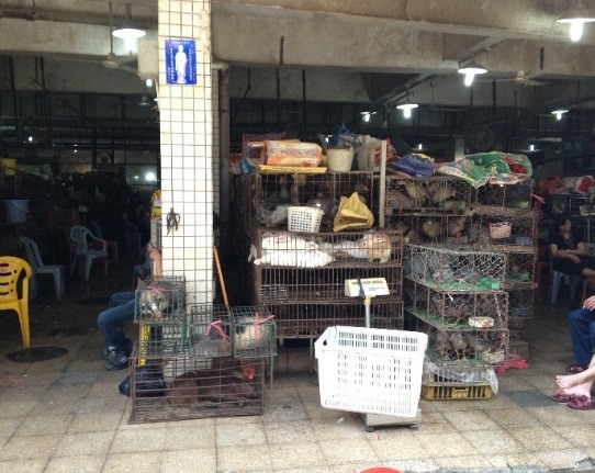 Examples of typical Asian wildlife markets. (Photo Credit: KFBG)