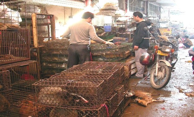 Examples of typical Asian wildlife markets (Photo Credit: Dr. Bosco Chan / KFBG)