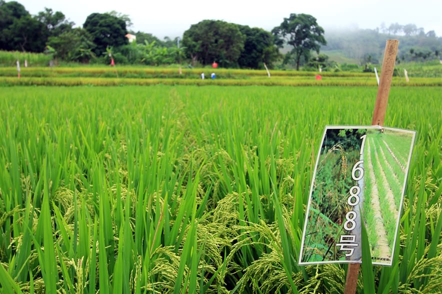 稻米怎樣實現可持續增產？