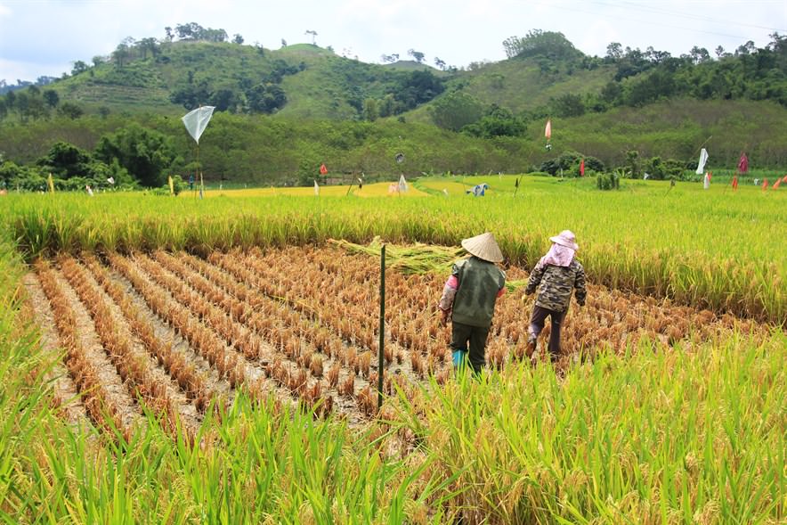 稻米怎樣實現可持續增產？