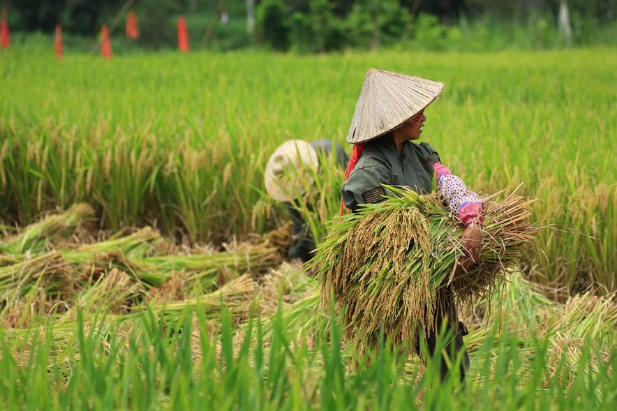 By using plant stalks that would otherwise be tossed as mulch, the process sequesters carbon, increases soil organic matter and cuts the use of fertiliser.