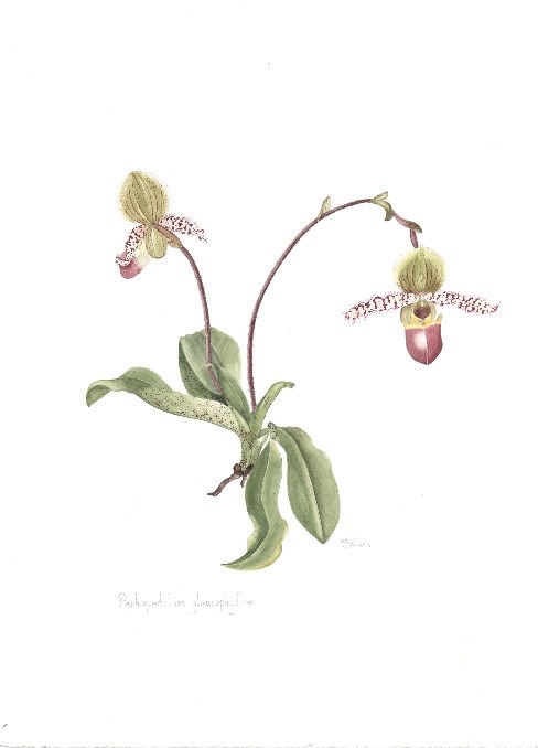 Paphiopedilum glaucophyllum