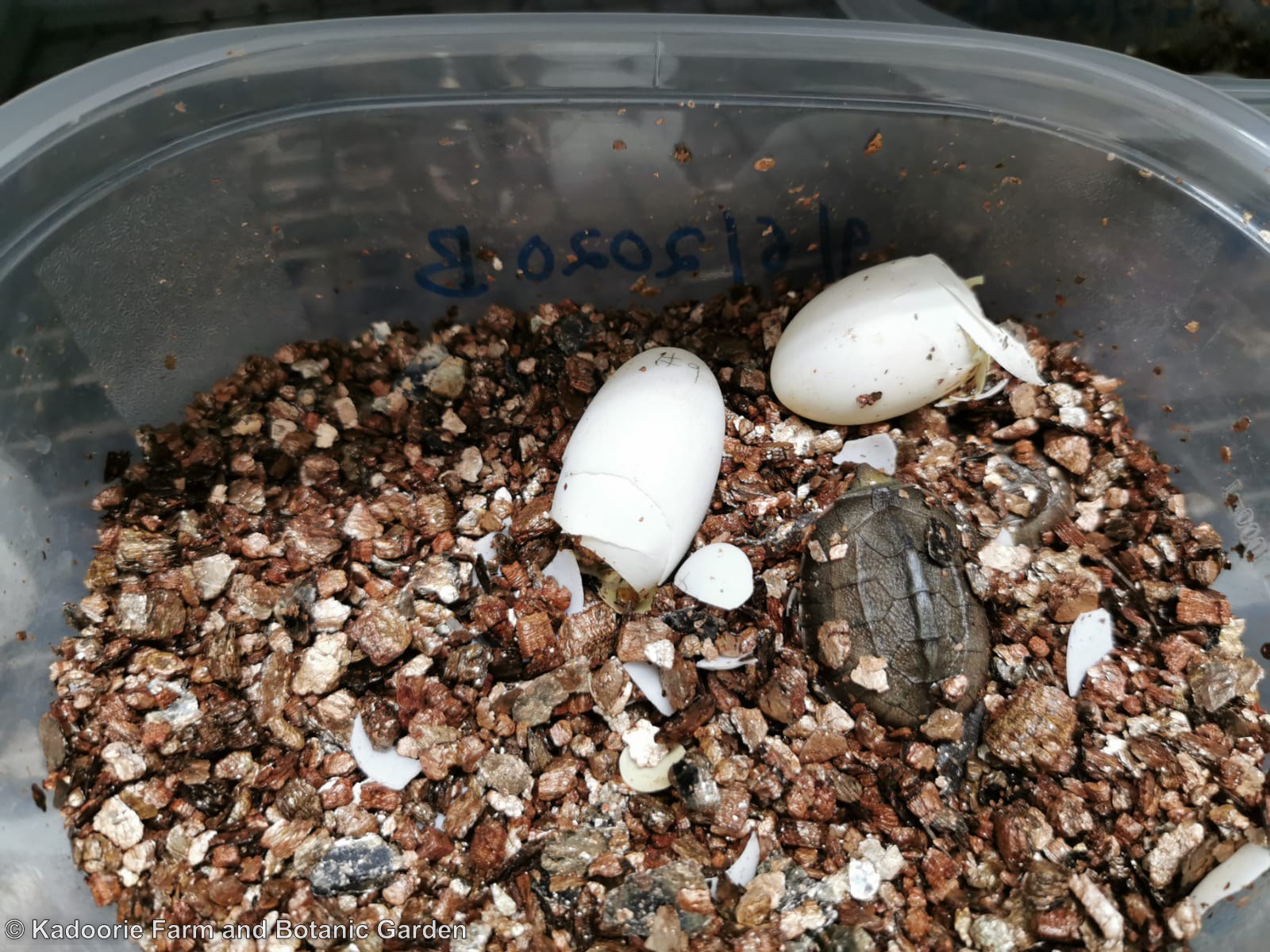 Time to celebrate the first two Golden Coin Turtle hatchlings of 2020
