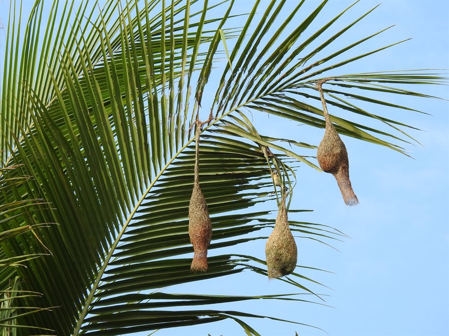 The signature pendant-shaped nests of Baya Weaver.