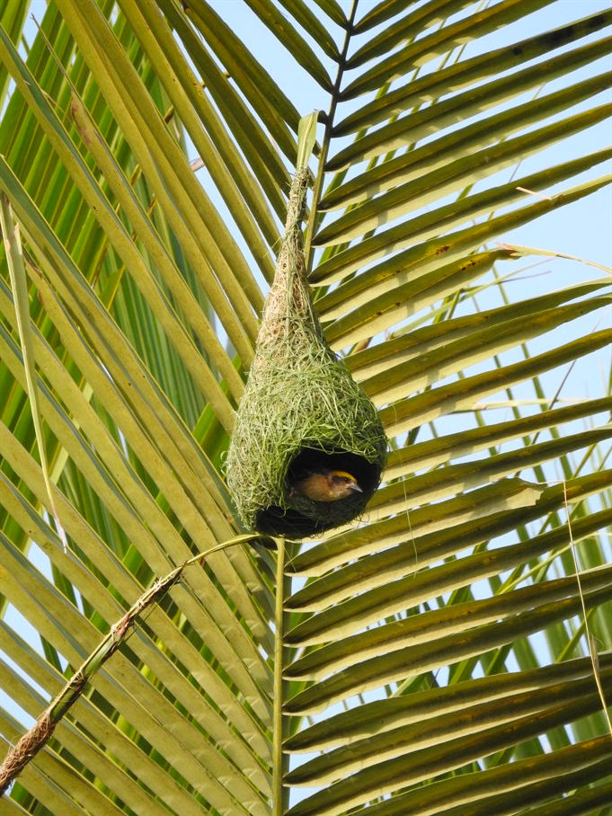 Weaver Birds – Nature’s Top Architects (Photo credit: KFBG)