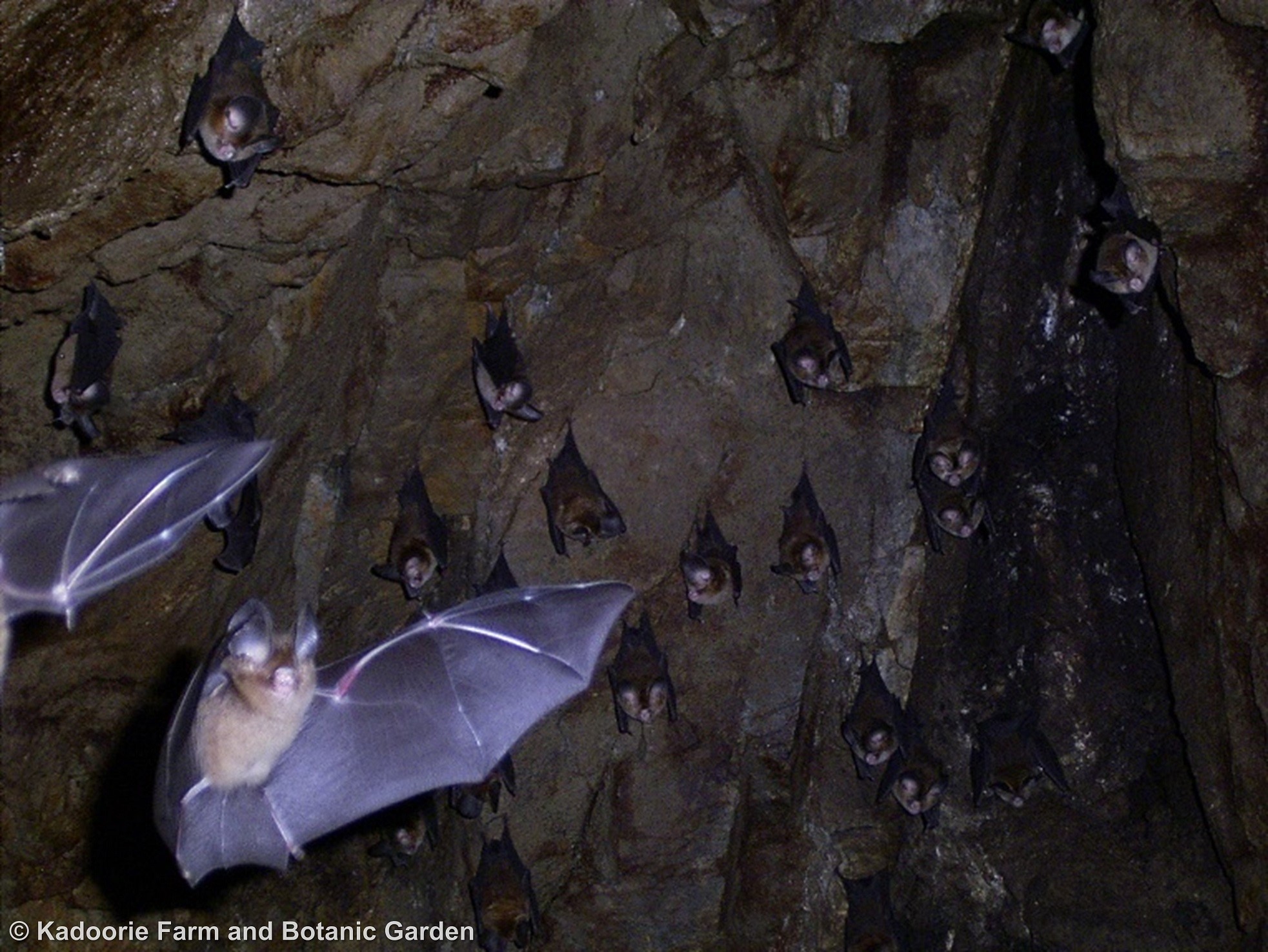 Pomona Leaf-nosed Bat (KFBG)