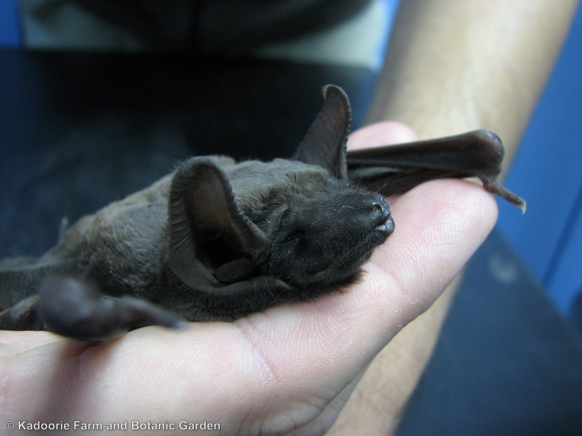 Black-bearded Tomb Bat (KFBG)