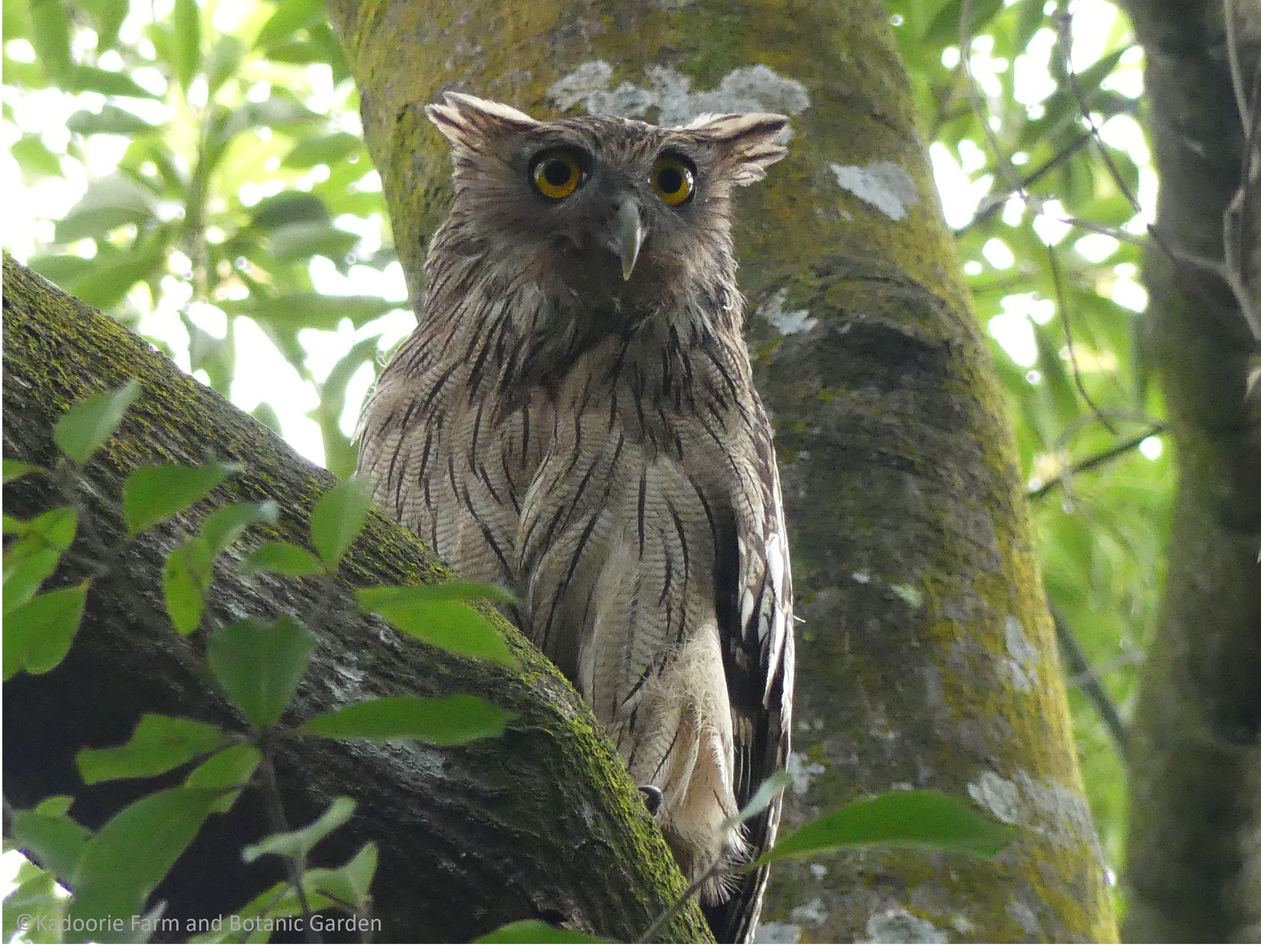 The Brown Fish Owl nestling with well-developed feathers shortly before it left the tree nest in the New Territories.