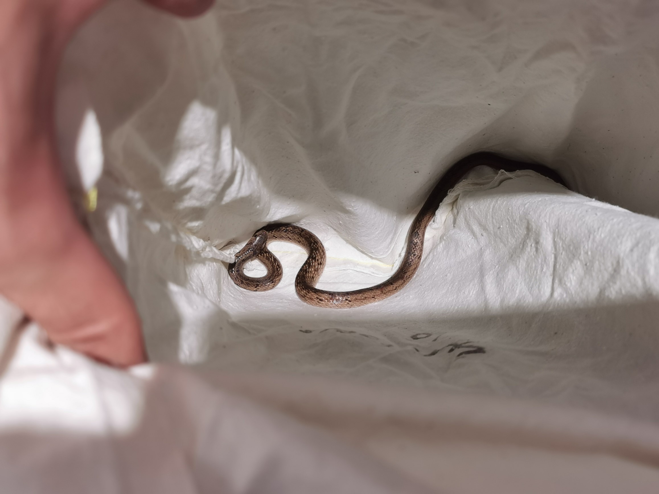 在蛇房內，這條無毒的台灣小頭蛇（Oligodon formosanus）在蛇袋中。屬香港原生蛇種的牠很健康，所以很快會野放回大自然。
