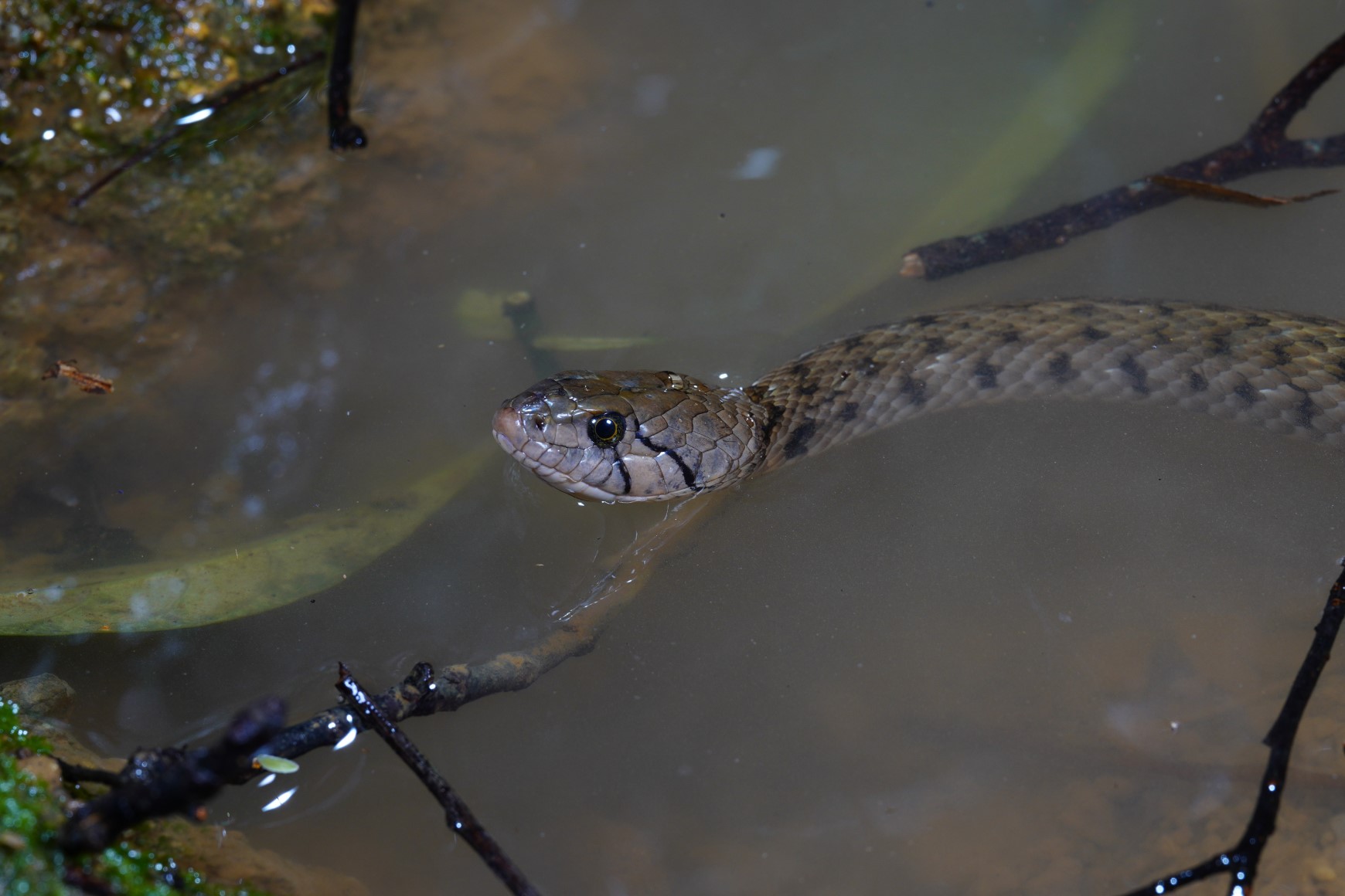 這條無毒的漁游蛇（Fowlea flavipunctatus）於上年9月16日於元朗被捕捉，翌日獲野放到適合牠的淡水生境。